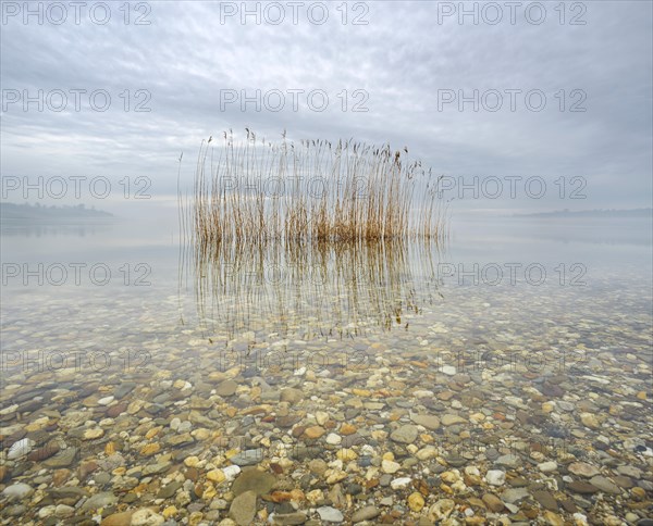 Misty lake with reeds