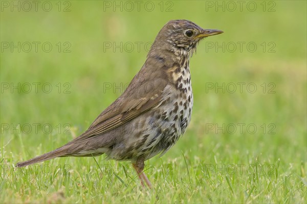 Song Thrush (Turdus philomelos clarkei)