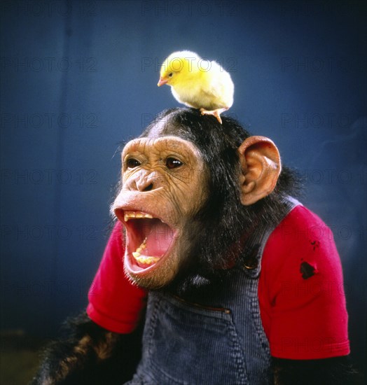 Chimpanzee plays with Kittens