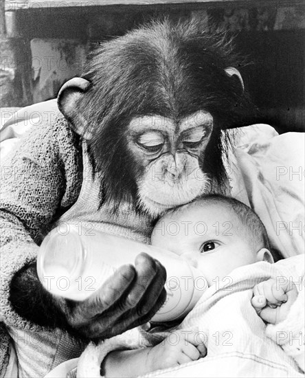 Chimpanzee feeds baby with milk from the bottle