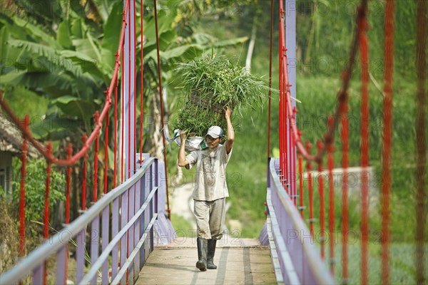 Farmer hauls a basket full of grass over a suspension bridge