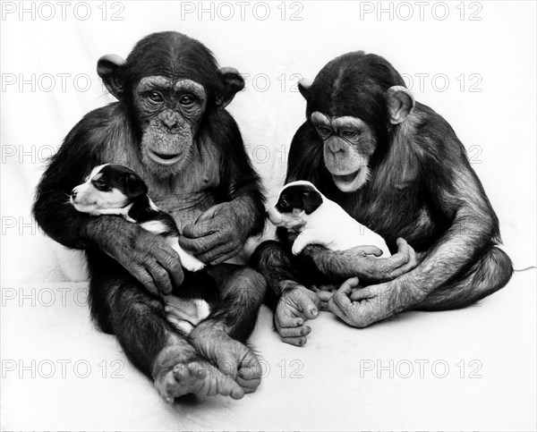 Two chimpanzees with Jack Russell Terrier puppies in their arms