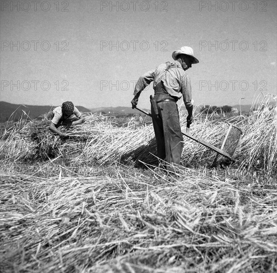 Man mows grain