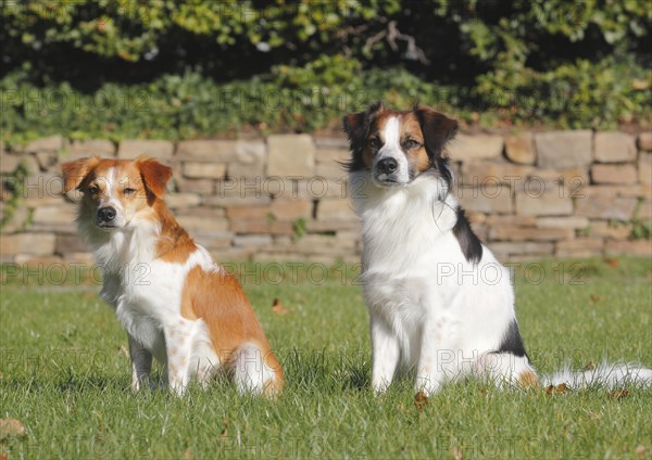 Two Kromfohrlander males