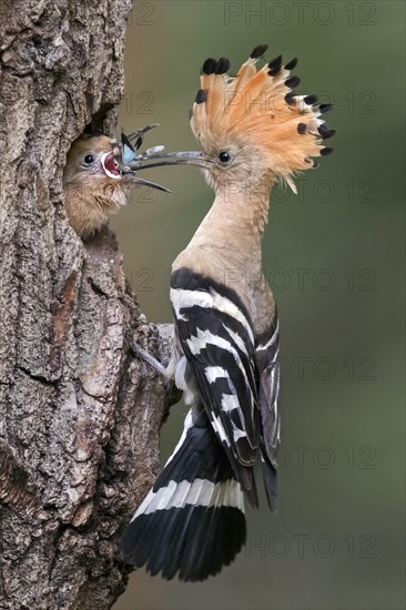 Hoopoe (Upupa epops) with Blue-winged grasshopper (Oedipoda caerulescens) as food