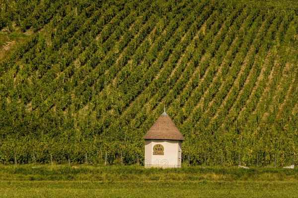 Vineyards of Chateau-Chalon