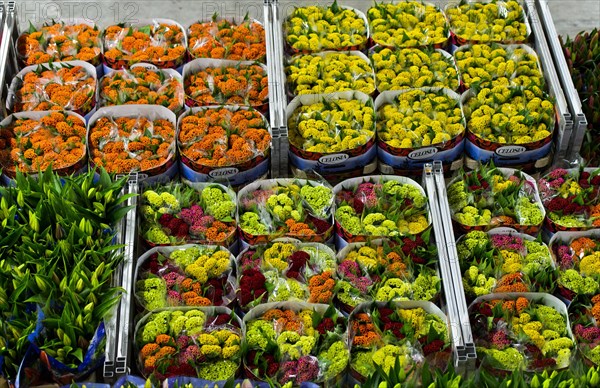 Different flowers ready for dispatch in boxes