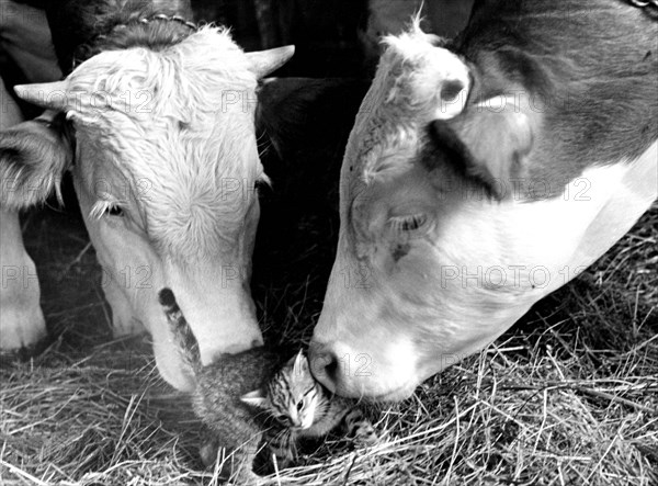 Two cows cuddling with kittens