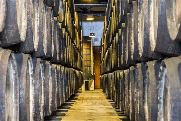 Plenty of port wine barrels in a wine cellar in Vila Nova de Gaia