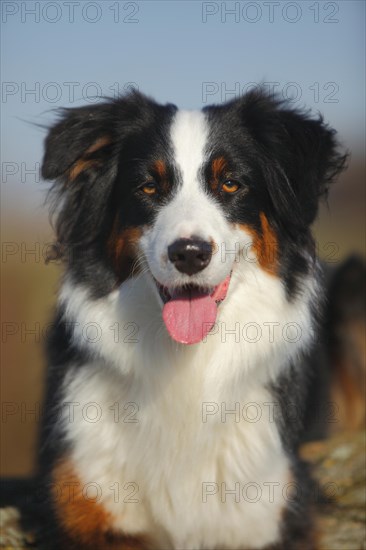 Australian Shepherd