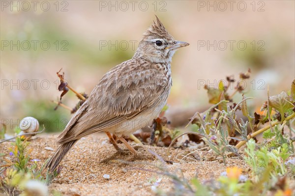 Thekla Lark (Galerida theklae ruficolor)