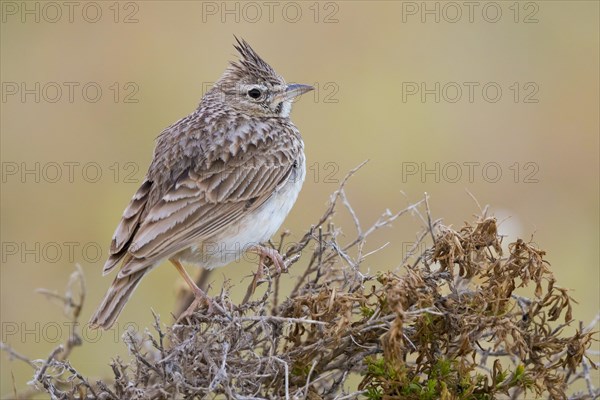 Thekla Lark (Galerida theklae ruficolor)