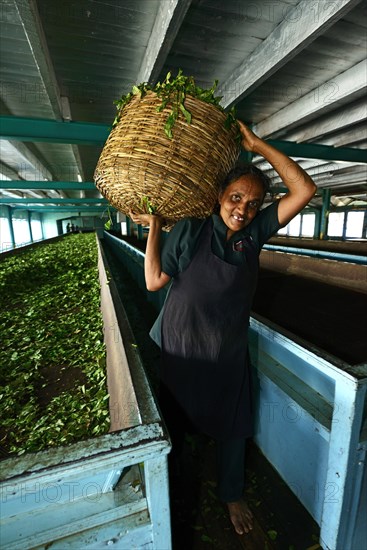 Tea picker works in factory