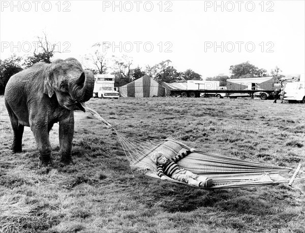 Elephant holds hammock