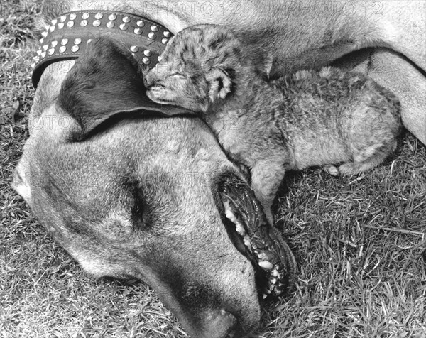 Dog and baby lion