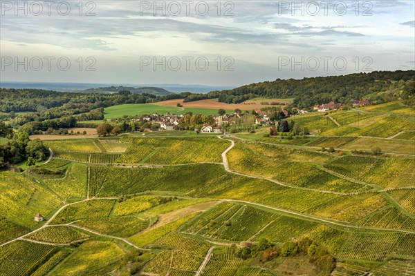 Vineyards of Chateau-Chalon