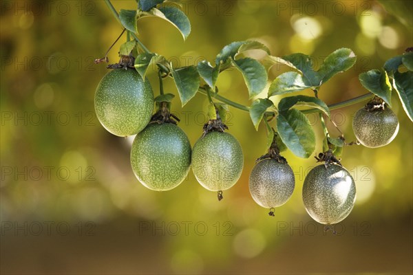 Passion fruits hanging on the branch