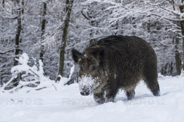 Wild boar (Sus scrofa) in the snow