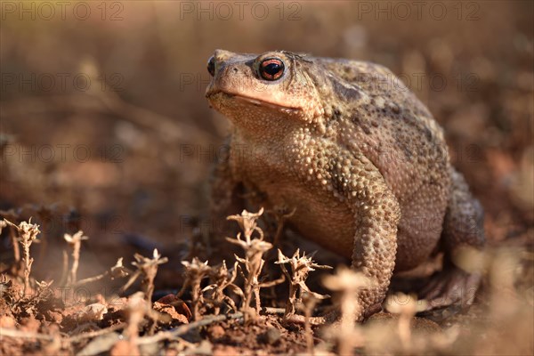 Large female of common toad (Bufo bufo spinosus)