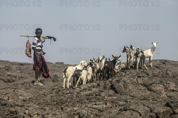 Goat shepherd