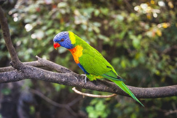 Swainson's Lorikeet (Trichoglossus haematodus moluccanus) sits on branch