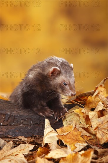 Ferret (Mustela putorius forma domestica) in autumn leaves