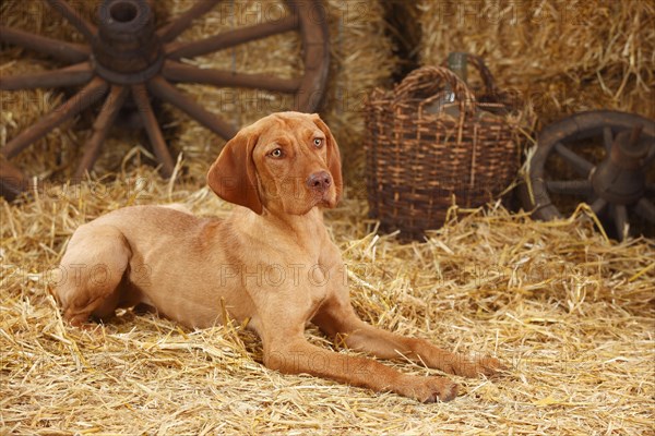 Wire-haired Hungarian pointing dog