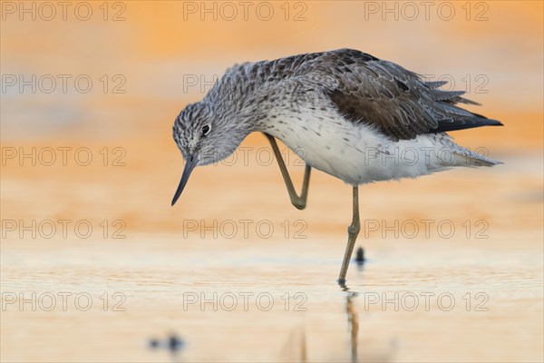 Common Greenshank (Tringa nebularia)