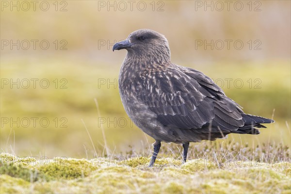 Great Skua (Stercorarius skua)