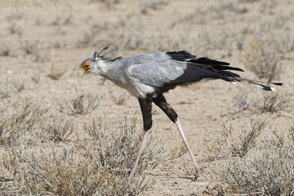 Secretary bird (Sagittarius serpentarius)