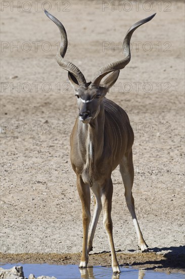 Greater kudu (Tragelaphus strepsiceros)