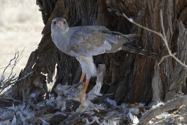 Pale chanting goshawk (Melierax canorus)