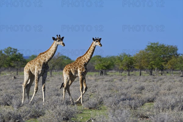 Angolan giraffes (Giraffa camelopardalis angolensis)