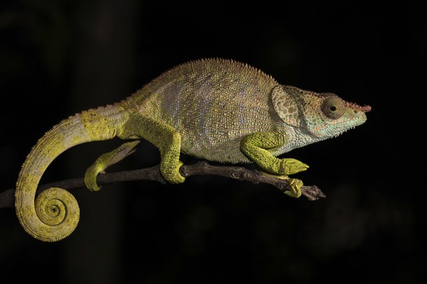 Blue-legged chameleon (Calumma crypticum) on branch