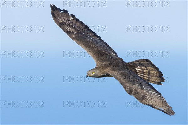 European Honey Buzzard (Pernis apivorus)