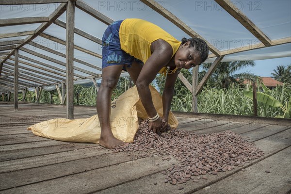 A worker collects dried cocoa beans in a sack