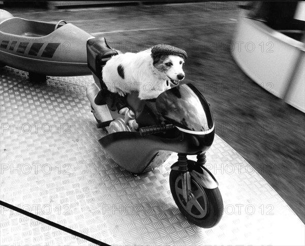 Jack Russell Terrier rides a carousel