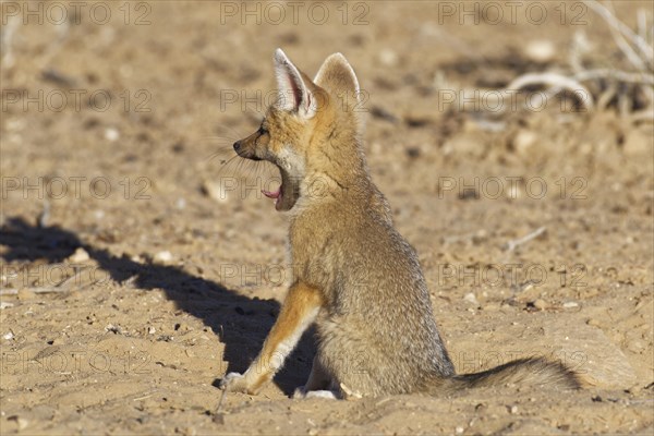 Cape fox (Vulpes chama)