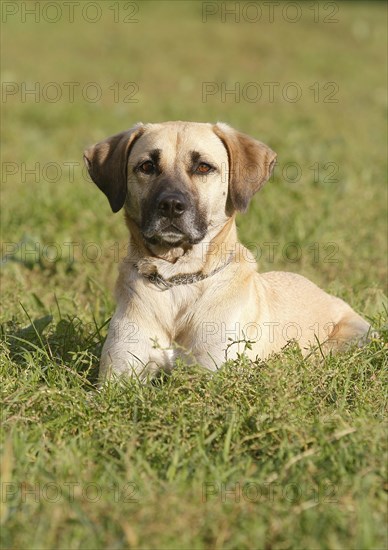 Kangal Mischling