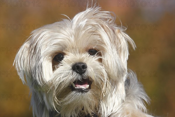 Yorkie Shih Tzu Mongrel