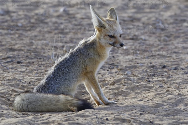 Cape fox (Vulpes chama)