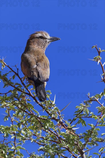 Lilac-breasted roller (Coracias caudatus)