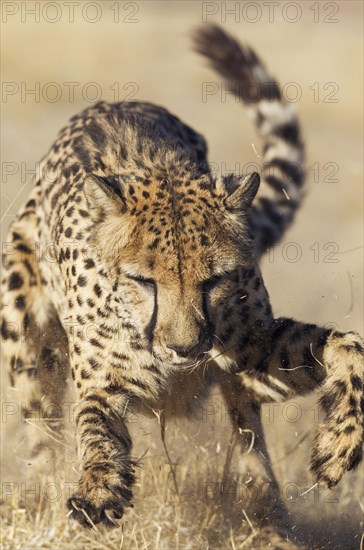 Cheetah (Acinonyx jubatus)