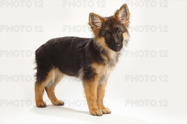 Old German Shepherd Dog