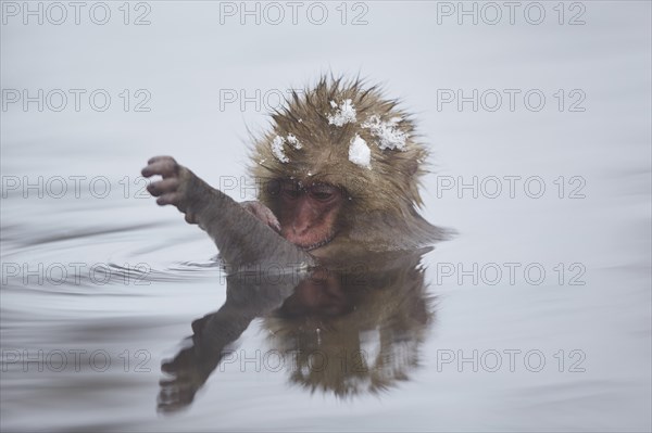 Japanese macaque (Macaca fuscata)