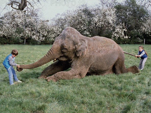 Elephant with children in a meadow