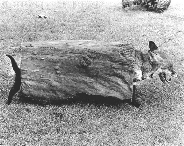 Fox in a tree trunk