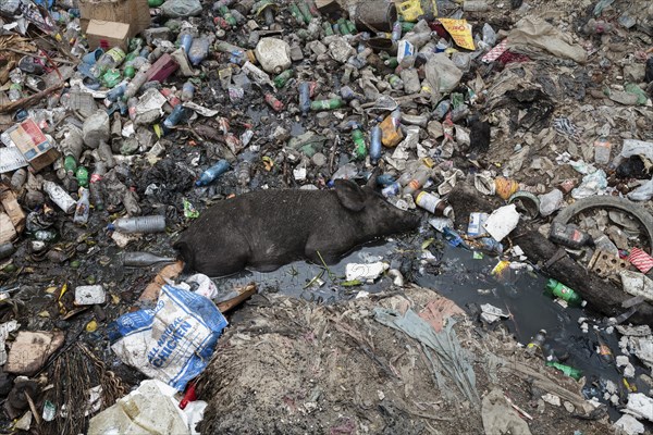 Pigs lying in garbage