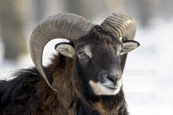 European mouflon (Ovis orientalis musimon)