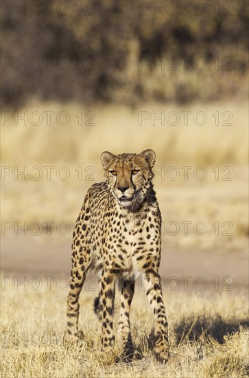 Cheetah (Acinonyx jubatus)